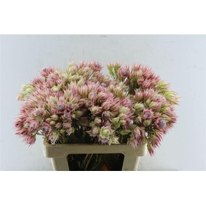 Blushing Brides Pink 6-9