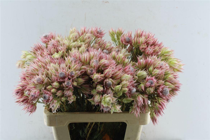 <h4>Blushing Brides Pink 6-9</h4>
