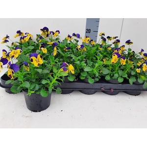 VIO CO TW YELL PUR W