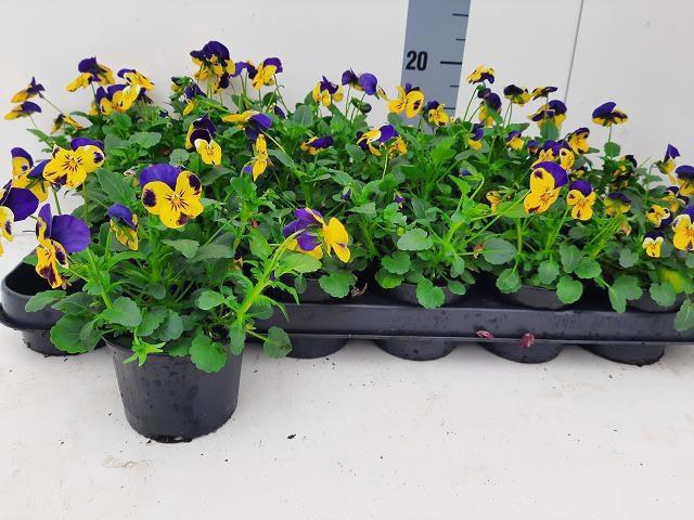 <h4>VIO CO TW YELL PUR W</h4>