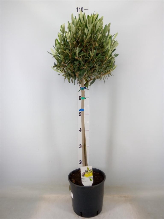 <h4>Olea europaea</h4>