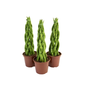 SANSEVIERIA TRANCADO TORRE P14