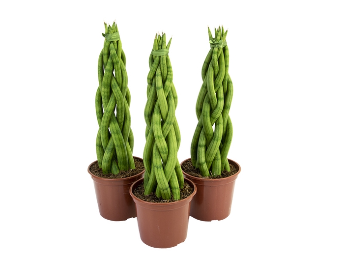 <h4>SANSEVIERIA TRANCADO TORRE P14</h4>
