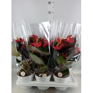 Anthurium andr. 'Coral Champion'