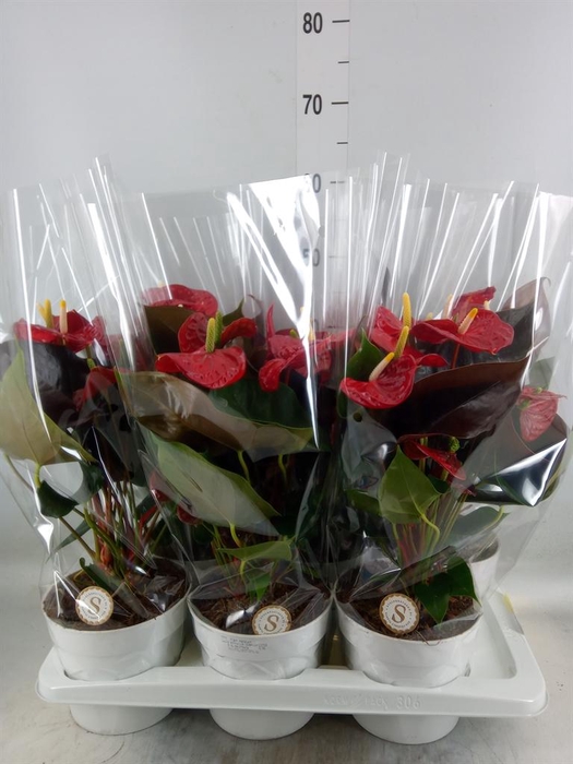 <h4>Anthurium andr. 'Coral Champion'</h4>