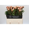 Paeonia Albert Crousse
