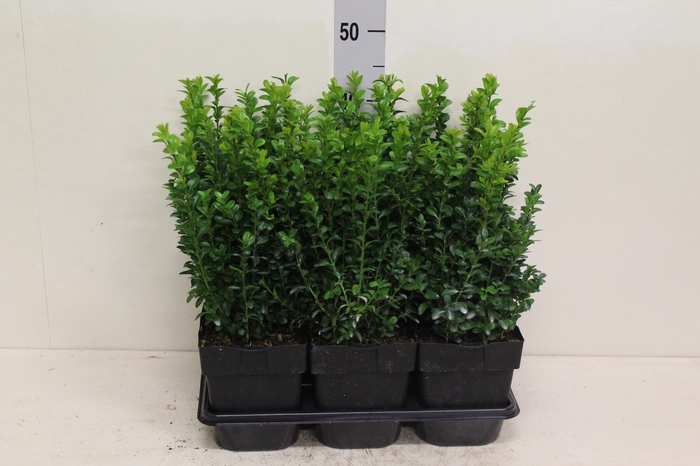 Buxus semp.   ...