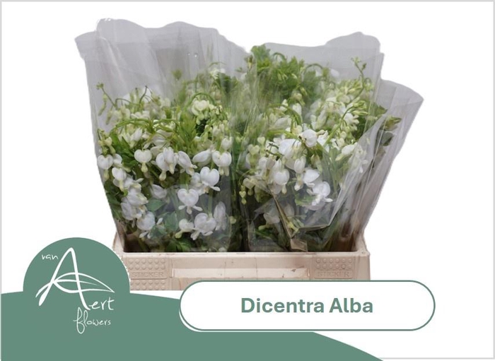 <h4>DICE SP ALBA</h4>