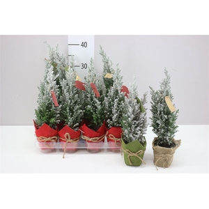 Chamaecyparis La Ellwoodii Snow Jute Potcover Rood