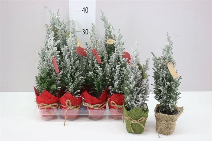 <h4>Chamaecyparis La Ellwoodii Snow Jute Potcover Rood</h4>