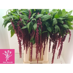 AMAR CA RED CORD