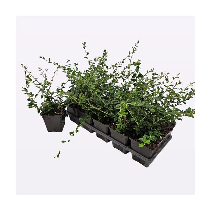 <h4>Cotoneaster suecicus 'Coral Beauty'</h4>