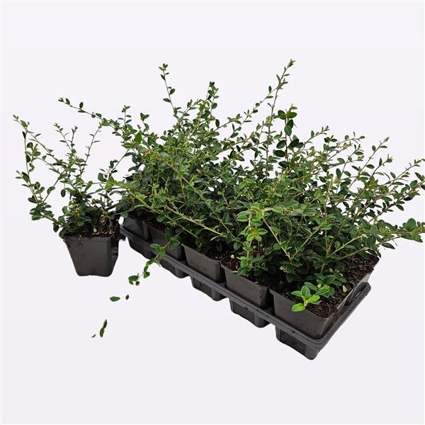 <h4>Cotoneaster Suecicus 'Coral Beauty'</h4>