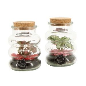 21796: Lovess terrarium