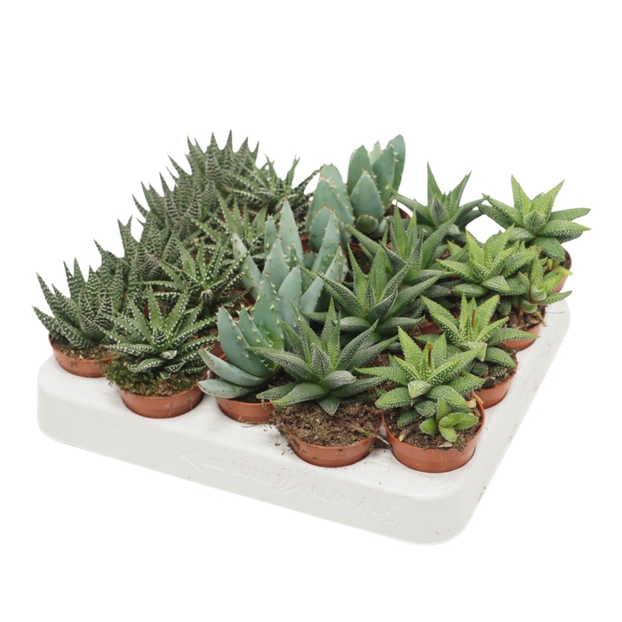 <h4>Aloe - Haworthia Gemengd</h4>
