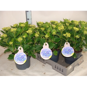 Hydrangea mac.   ...