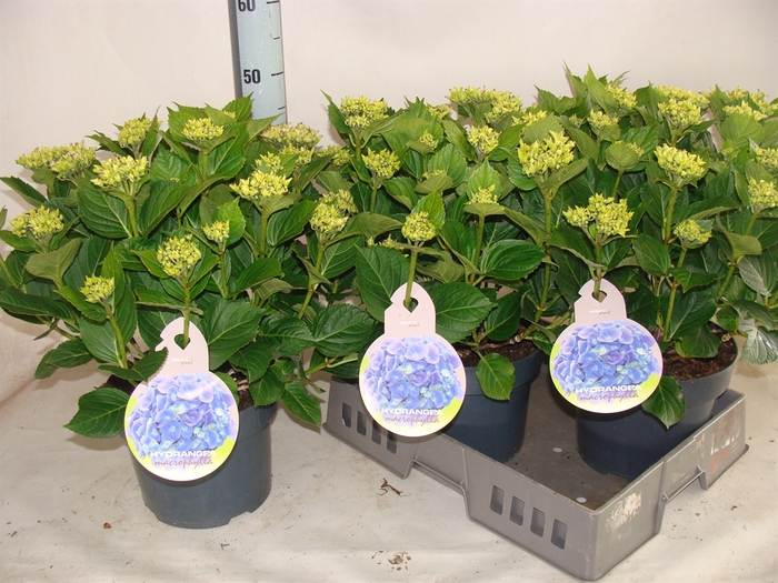 <h4>Hydrangea mac.   ...</h4>