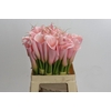 Zantedeschia Eydolls Salmon