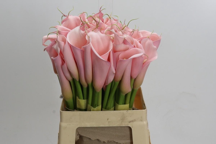 <h4>Zantedeschia Eydolls Salmon</h4>