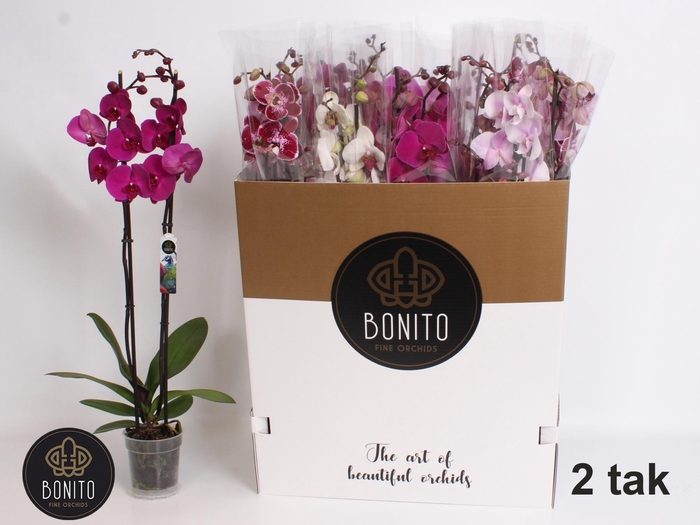 <h4>PHAL GEM 10 KL</h4>