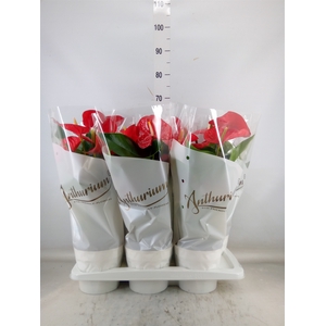 Anthurium andr. 'Minnesota'