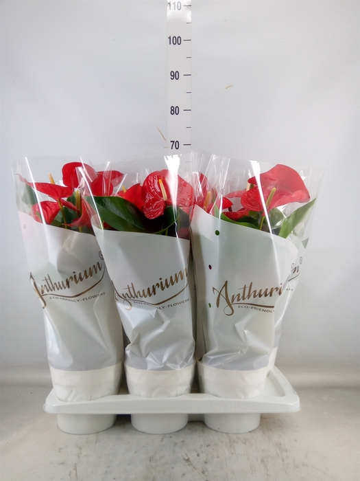 <h4>Anthurium andr. 'Minnesota'</h4>
