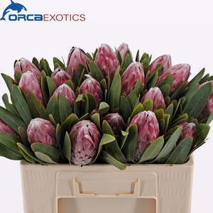 PROTEA COM PINK LADY