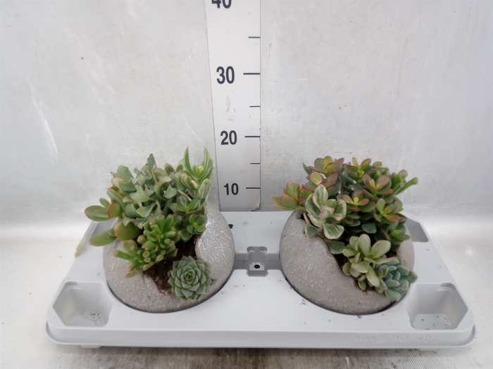 <h4>Arr.  Succulents H%</h4>