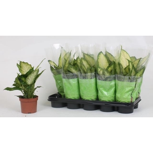 Dieffenbachia Camilla 12Ø 35cm