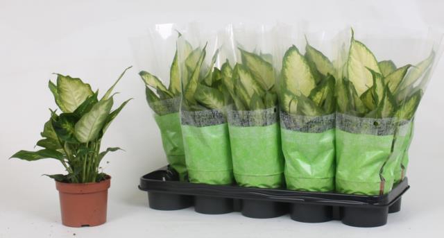 Dieffenbachia Camilla 12Ø 35cm