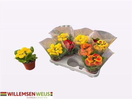 <h4>Calc X Herbeohybrida</h4>