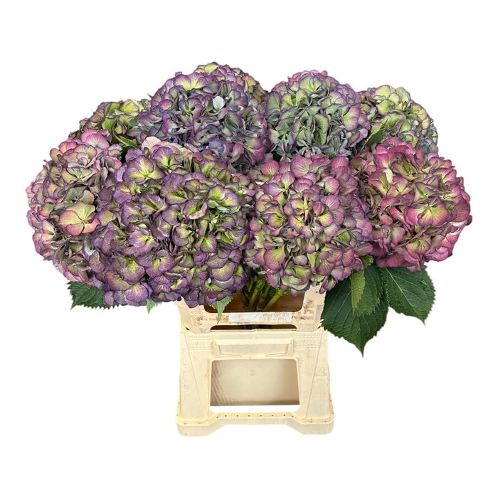 <h4>HYDR M ELBTAL CL</h4>