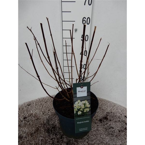 <h4>Hydrangea pan. Magical Andes 40-50 P23</h4>
