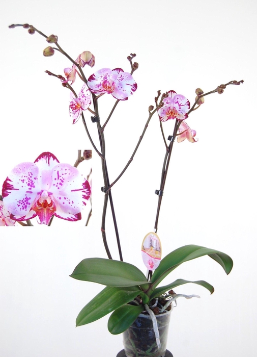 <h4>Magic Art 2 Tak</h4>