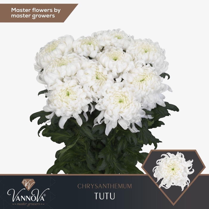 <h4>CHR G TUTU CHR G TUTU</h4>