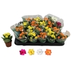 KALAN CALAN MIX RIPE P6 A2
