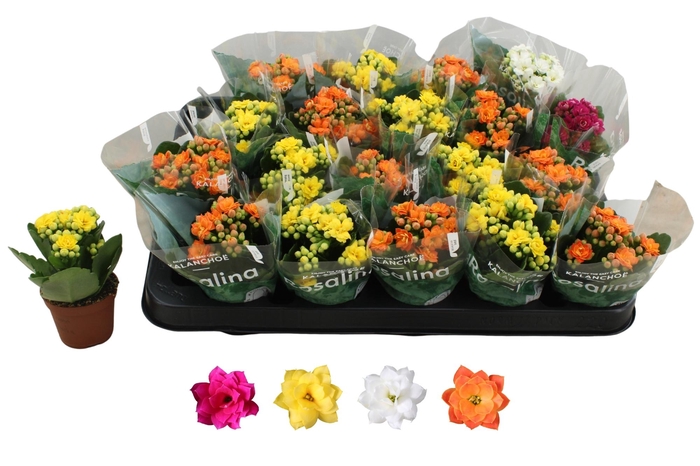KALAN CALAN MIX RIPE P6 A2