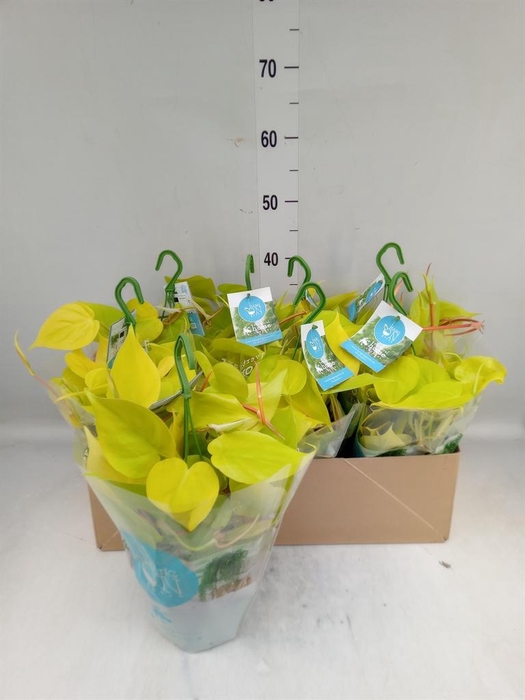 <h4>Philodendron   ...</h4>