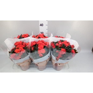 Begonia elat. DU 'Mocca Orange'
