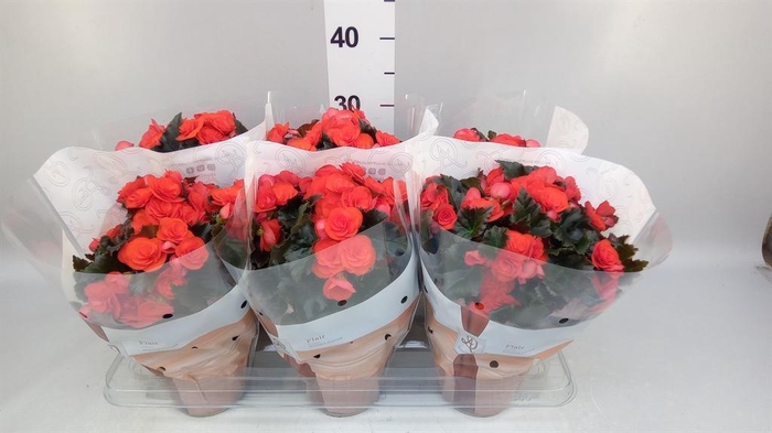 <h4>Begonia elat. DU 'Mocca Orange'</h4>