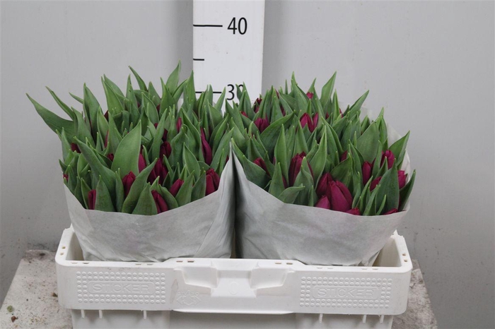 <h4>Tu En Purple Prince</h4>