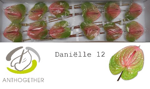 <h4>ANTH A AVO DANIELLE  12</h4>