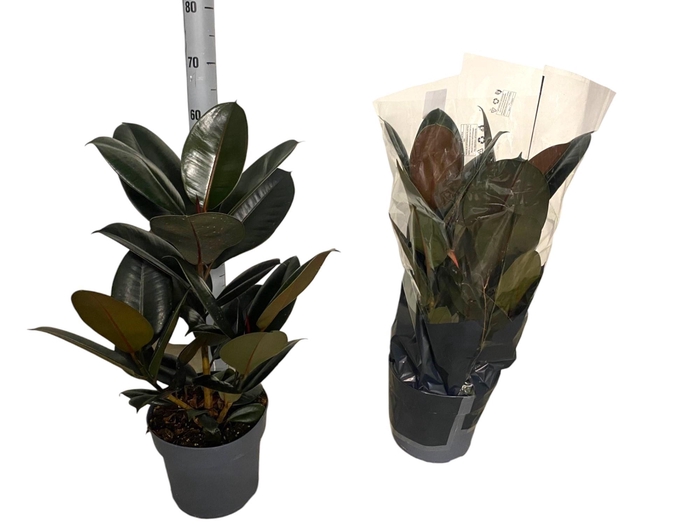 <h4>FIC EL ABIDJAN</h4>