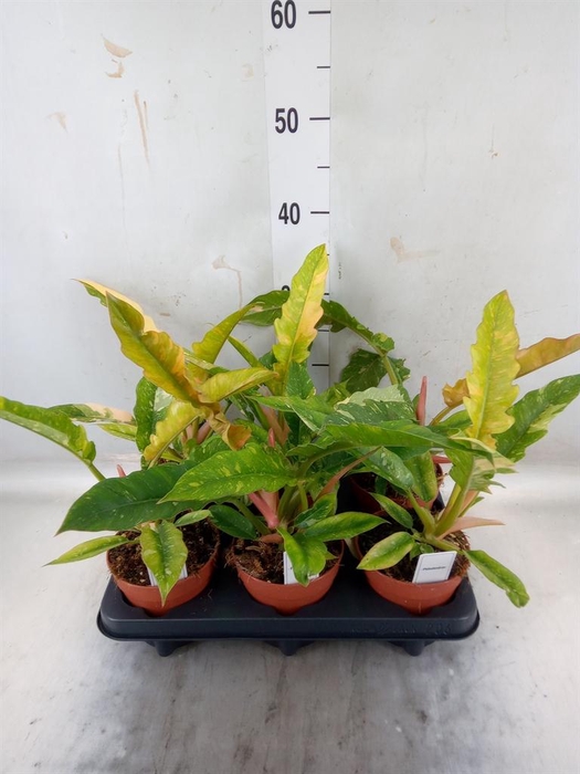 <h4>Philodendron   ...</h4>