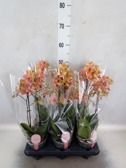 Phalaenopsis multi. 'FC SunsetLove'