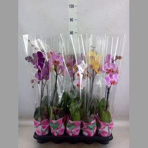 Phalaenopsis   ...mix  5