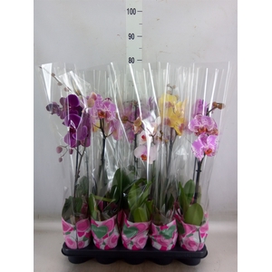 Phalaenopsis   ...mix  5