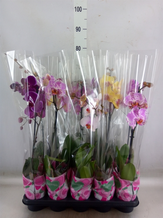 <h4>Phalaenopsis   ...mix  5</h4>