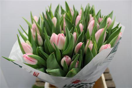 <h4>Tu En Dynasty</h4>