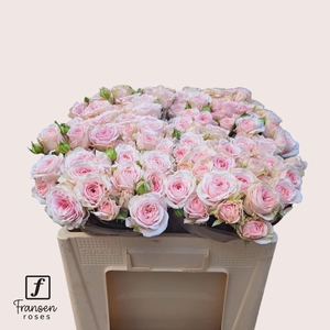 ROSA TR 'LOVES ME WFATAL ATTRACTIO'